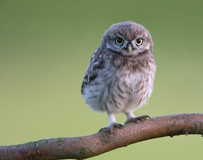 14 uitgevlogen jonge steenuil.A.jpg